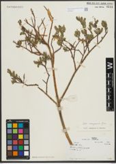 Foto von Salix schugnanica Goerz